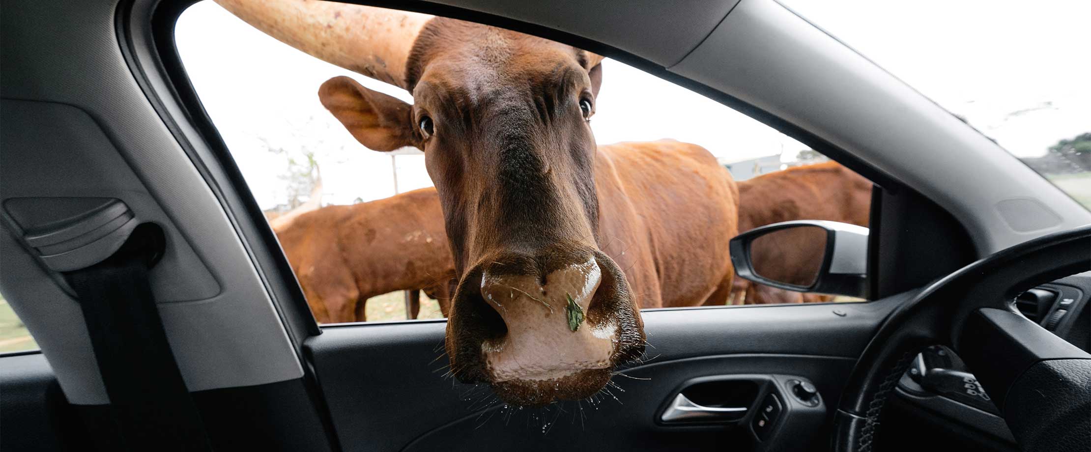 Eine braune Kuh hält den Kopf durch das Beifahrerfenster eines Autos und blickt in die Kamera. Im Hintergrund sieht man noch weitere Kühe.