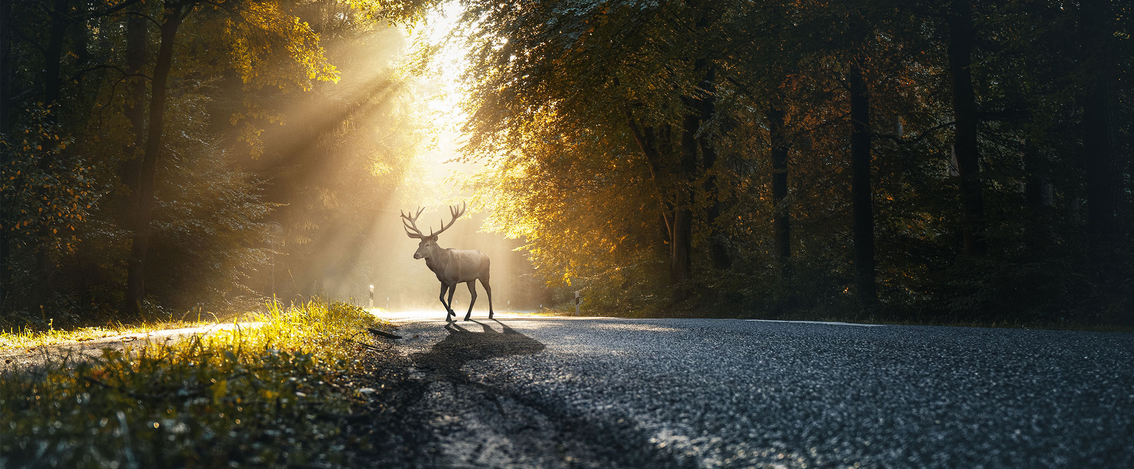 Ein Hirsch steht auf einer Straße im Wald. Ein Sonnenstrahl scheint ihm durch die Bäume auf sein Geweih.