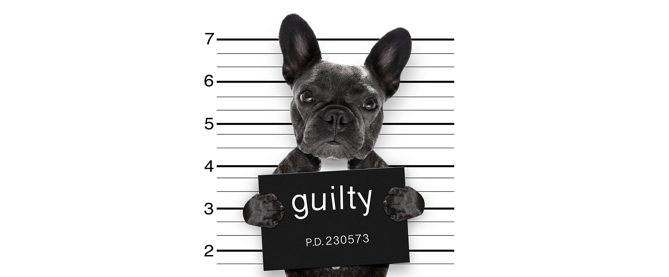 Eine schwarze Bulldogge hält ein Schild in der Hand auf dem “guilty” steht. Von ihm wird ein Foto vor einer Wand gemacht, die bei der Inhaftierung von Straftätern üblich ist. 
