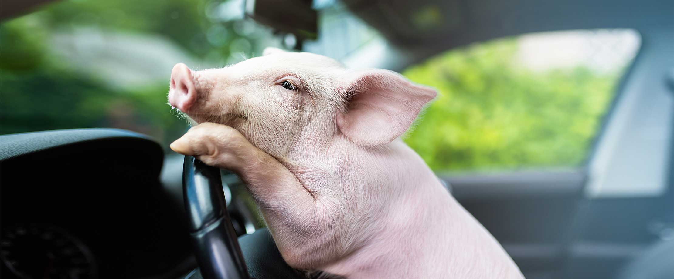 Ein kleines Ferkel steht auf dem Fahrersitz eines Autos. Es hat die Vorderläufe auf das Lenkrad gelegt und blickt angestrengt durch die Windschutzscheibe nach draußen. 