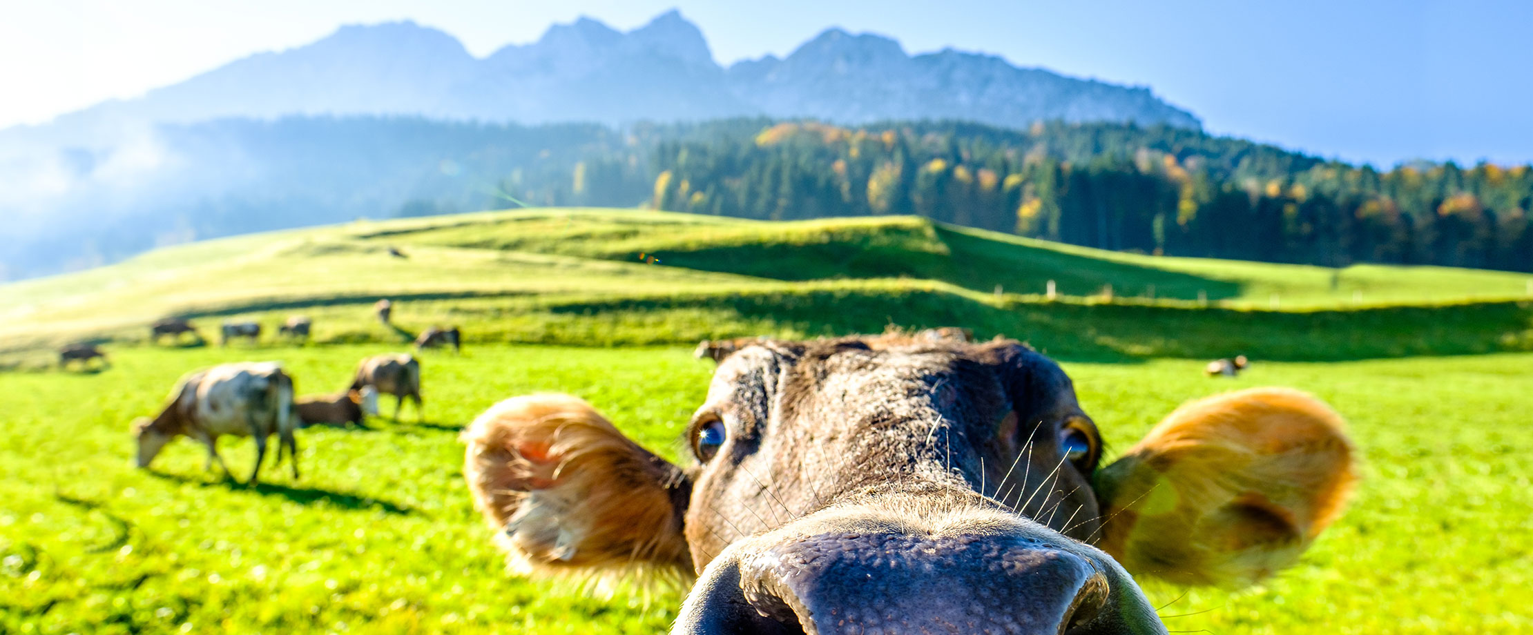 Eine Kuh auf der Weide blickt von unten in die Kamera. Sie wirkt neugierig und hat keine Angst vor dem Kameramann. Im Hintergrund grasen weitere Kühe.