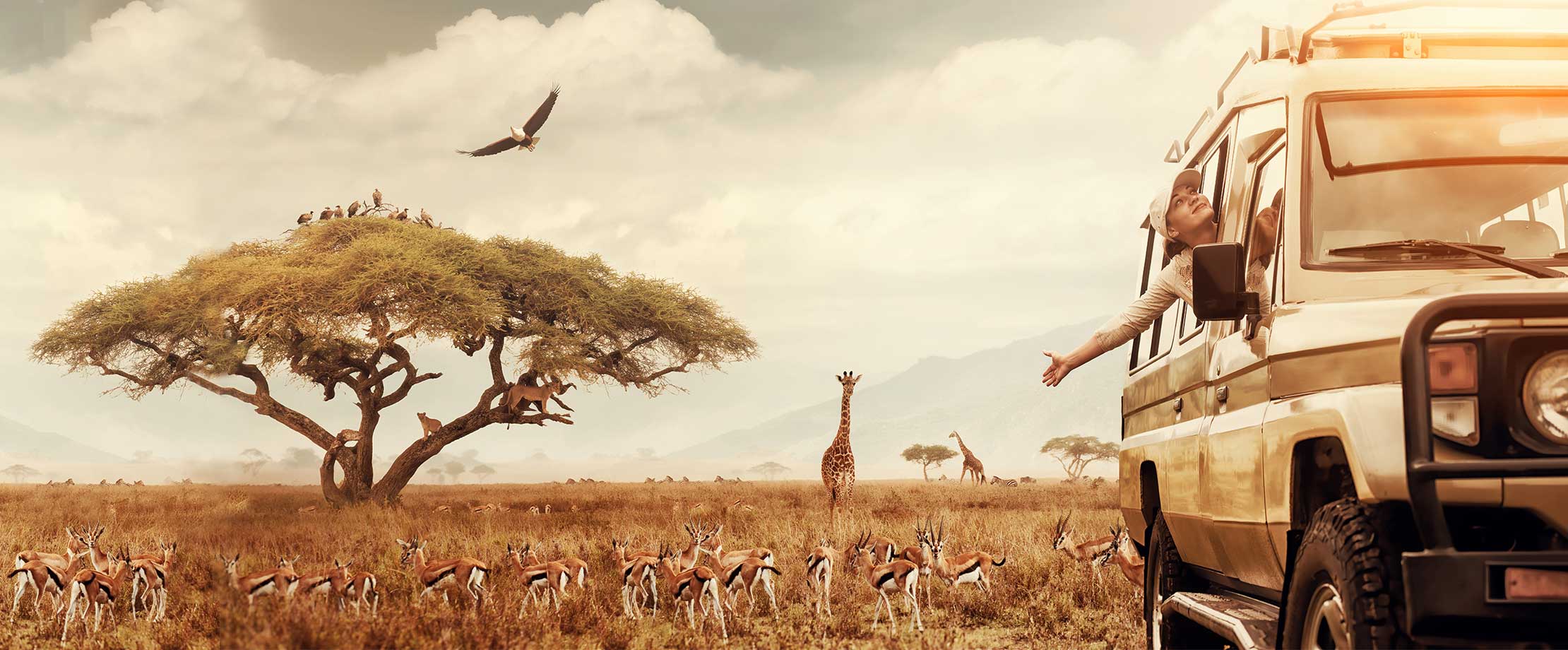 Ein Safari-Jeep fährt durch eine Steppenlandschaft. Im Hintergrund fressen Giraffen Blätter von den Bäumen und Vögel ziehen am Himmel ihre Kreise.
