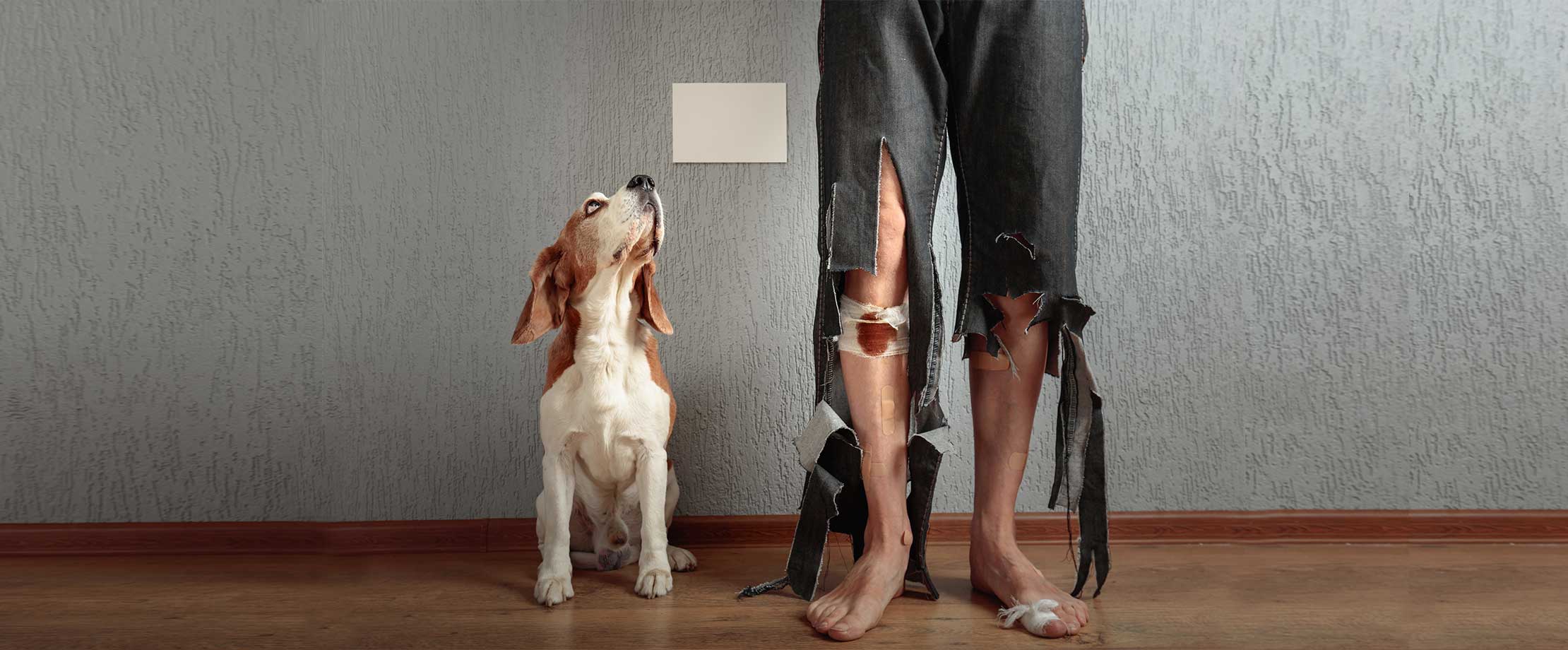 Ein Hund sitzt in einer Wohnung und schaut schuldbewusst noch oben. Neben ihm steht ein Mann, dessen Hose an den Beinen total zerfetzt ist.