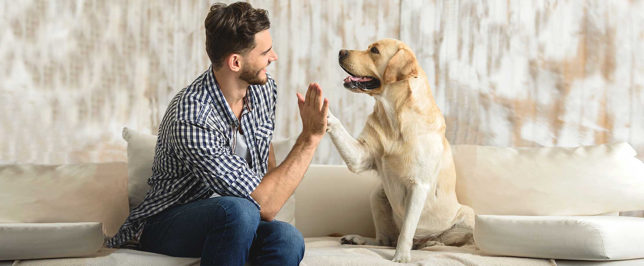 Ein Mann in einem karierten Hemd und ein Hund sitzen auf einer Couch und geben sich ein High-Five.