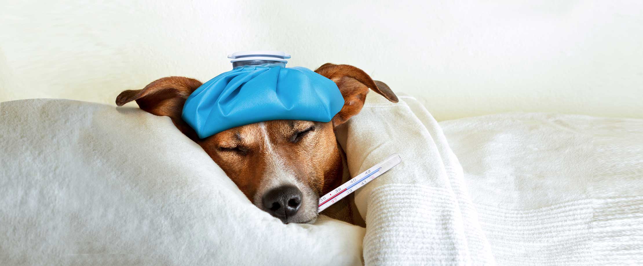 Ein Hund liegt mit Fieberthermometer zugedeckt in einem Bett und schläft.