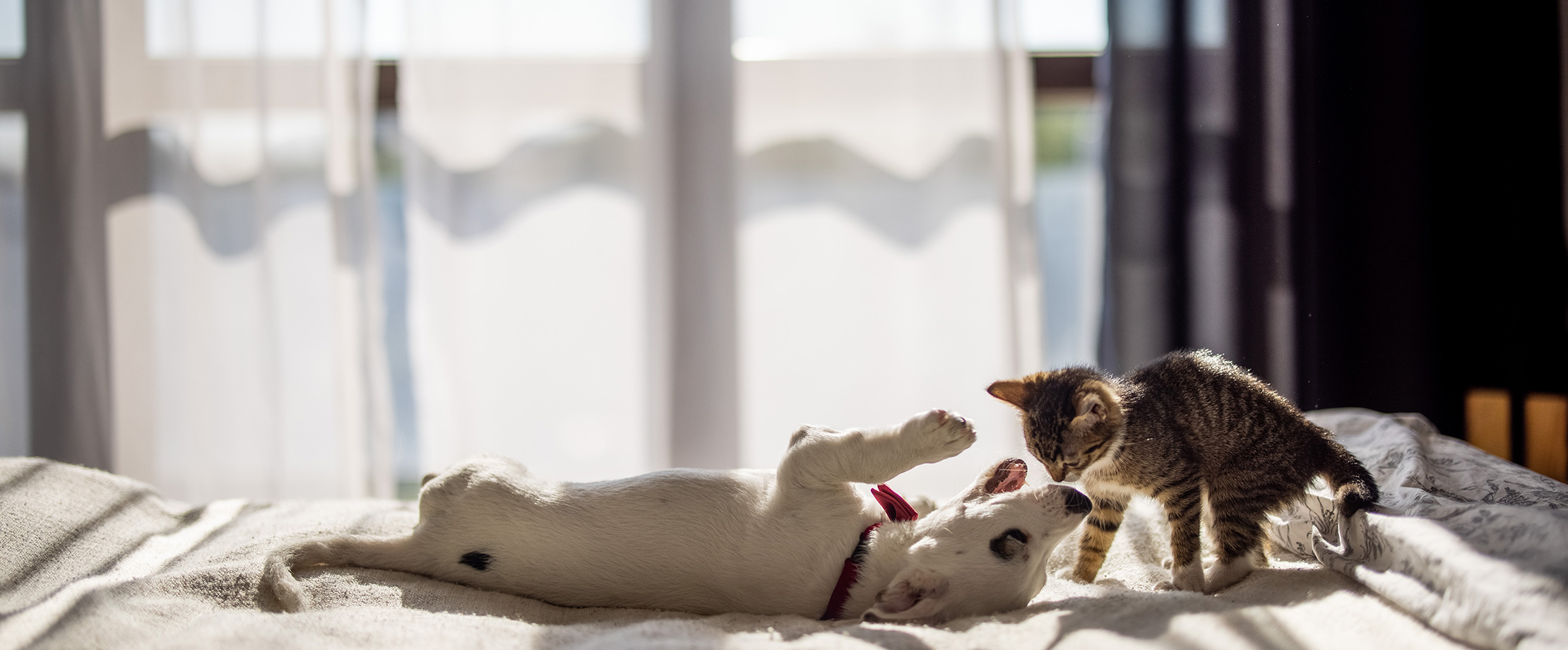 Ein kleiner weißer Hundewelpe spielt auf einem Bett mit einer kleinen braunen Katze. 
